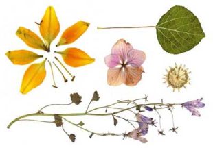 Grote bladeren en planten - Koop nep tatoeages van goede kwaliteit en snelle levering - likeink.se
