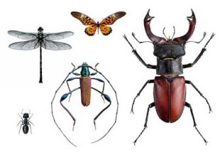 Tijdelijke tatoeage met insecten. Kevertatoeage