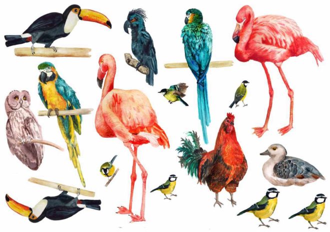 Nep tatoeages met vogels zoals een haan, papegaai en uil - Koop nep tatoeages van goede kwaliteit en snelle levering - likeink.se