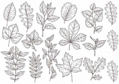 Met de hand getekende bosbladeren, bladeren, eiken, esdoorn tatoeages.